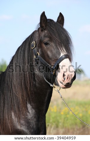 Lovely shire horse stallion looking