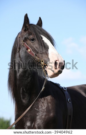 Lovely shire horse looking