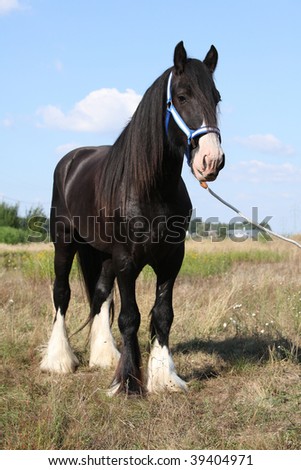 Lovely shire horse with big halter