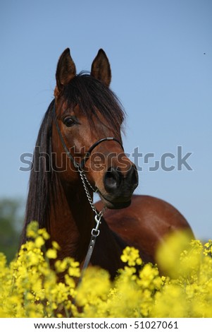 Arabian stallion in the colza field