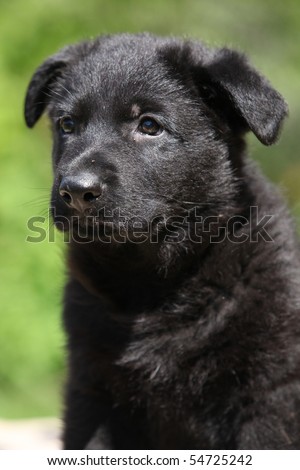 Lovely black German shepherd puppy