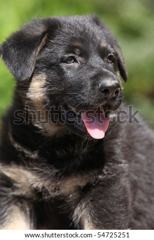 Lovely black German shepherd puppy
