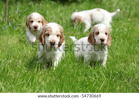 Cocker Spaniel Puppies on Looking English Cocker Spaniel Puppy Stock Photo 54730669