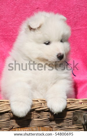 puppy in pink