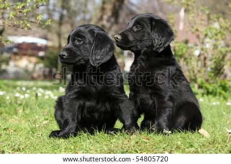 Flat Black Retriever