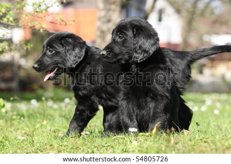 Flat Black Retriever