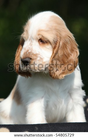 Lovely looking puppy of english cocker spaniel on black background