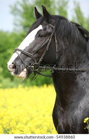 Shire horse in the colza field