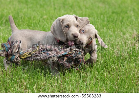 Weimaraner Puppies on Puppies Weimaraner Playing Stock Photo 55503283   Shutterstock