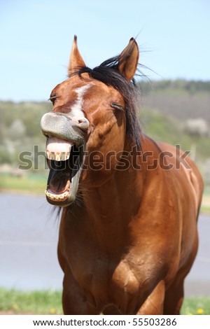 Yawning brown horse