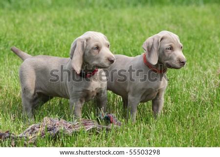 Weimaraner Puppies on Two Puppies Weimaraner Stock Photo 55503298   Shutterstock