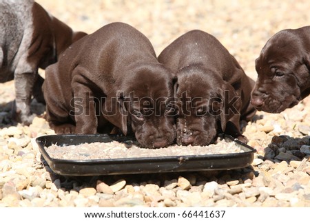 Deutscher Kurzhaariger Vorstehhund puppies eating