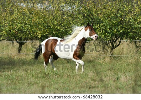 Paint horse stallion running