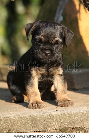 Stock Photos Free on Border Terrier Puppy Stock Photo 66549703   Shutterstock