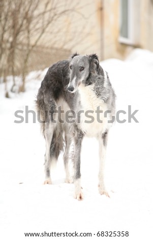 Borzoi Ã¢Â?Â? Russian Hunting Sighthound in winter
