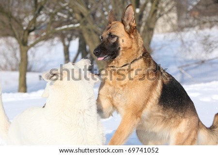 White Swiss Shepherd Dog with German Shepherd Dog
