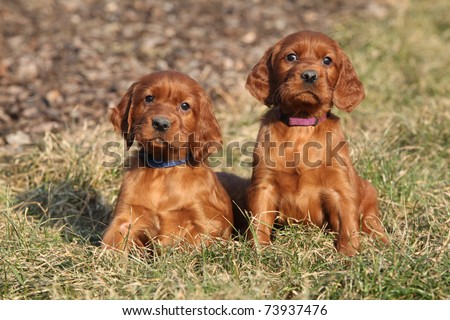 Irish Setter Puppies on Setter Young Irish Setter Dog Puppy 4 Find Similar Images