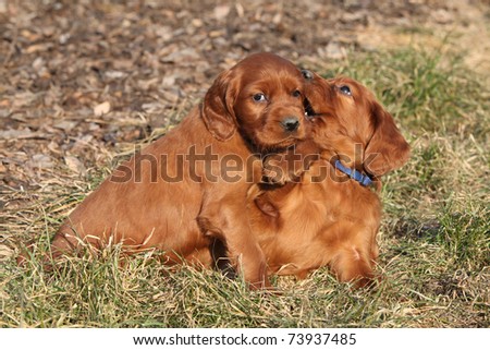 Irish Shepherd Puppies