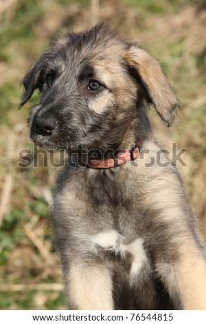 Irish Wolfhound Puppies on Irish Wolfhound Puppy Stock Photo 76544815   Shutterstock
