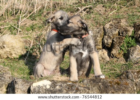 Irish Wolfhound Puppies on Irish Wolfhound Puppies Stock Photo 76544812   Shutterstock