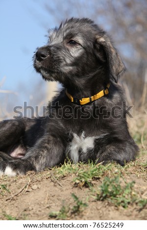 Irish Wolfhound Puppies on Irish Wolfhound Puppy On Blue Background Stock Photo 76525249