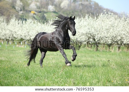 Nice black horse standing in front of flowering plum trees