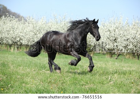 Black Horses Running