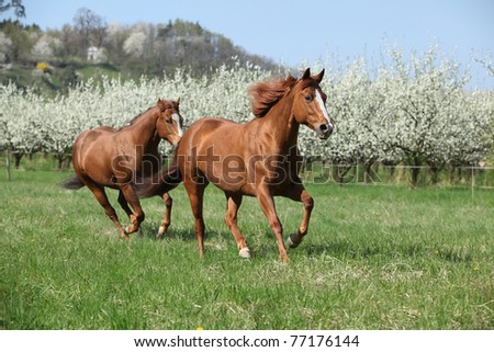 Nice quarter horses running in front of flowering plum trees