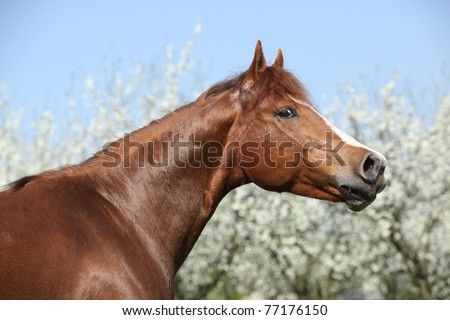 Nice quarter horse in front of flowering plum trees