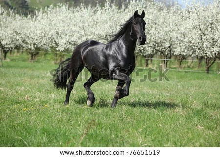 http://image.shutterstock.com/display_pic_with_logo/140860/140860,1304592489,2/stock-photo-nice-black-horse-running-in-front-of-flowering-plum-trees-76651519.jpg