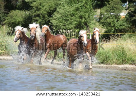 Batch of young chestnut horses running in the water