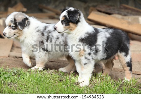 Adorable puppies of australian shepherd standing in the garden