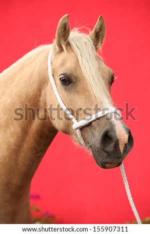 Portrait of nice palomino welsh cob in front of dark red background