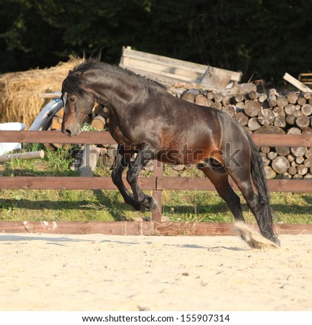 Gorgeous brown welsh cob jumping on the sand