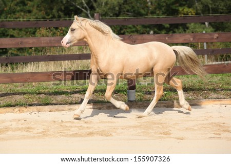 Gorgeous palomino welsh mountain pony stallion running