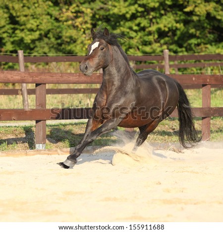 Gorgeous brown welsh cob running on the sand