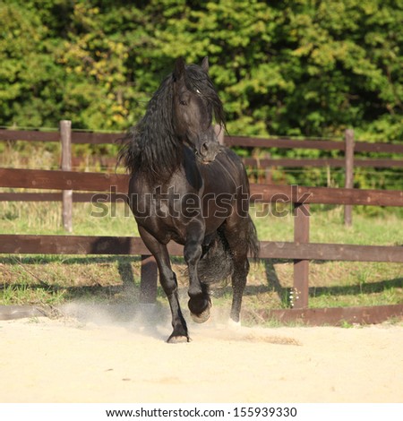 Gorgeous brown welsh cob running on the sand