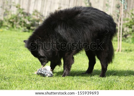 Black hungry dog eating fresh salmon head on the grass