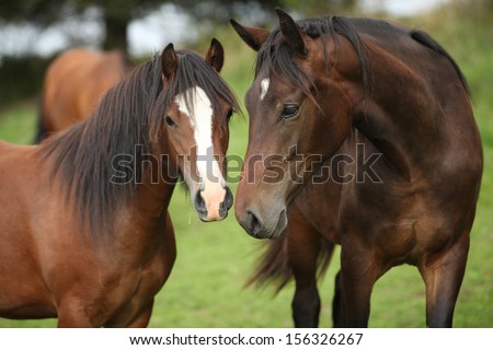 Beautiful brown horses on pasturage in autumn
