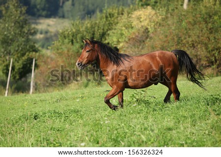 Beautiful brown horse running on pasturage in autumn