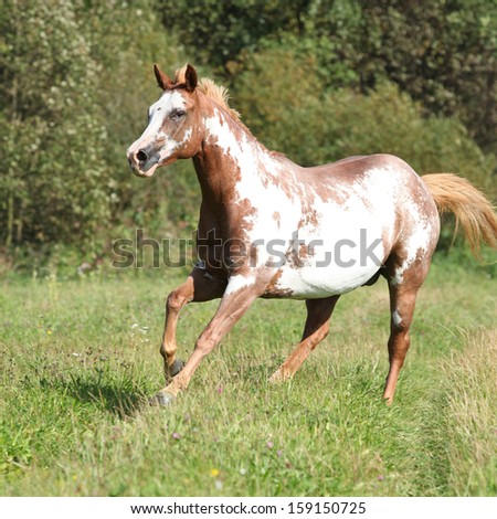 Gorgeous paint horse mare running in front of nature background