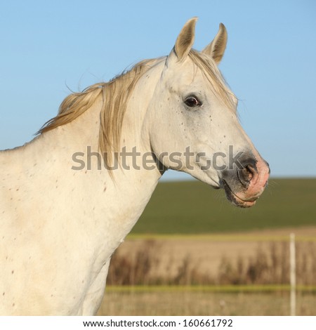 Portrait of beautiful white arabian horse in autumn
