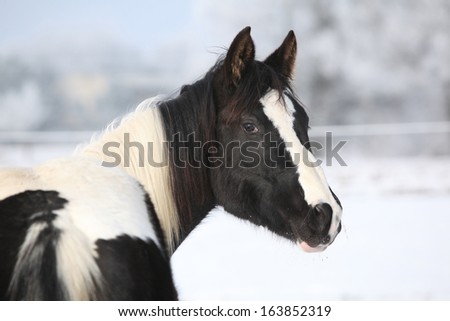 Portrait of nice young paint horse mare in winter
