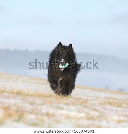 Nice six years old Groenendael running while its holding a toy in winter