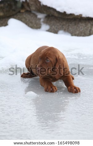 Hungarian Short-haired Pointing Dog lying on ice in winter