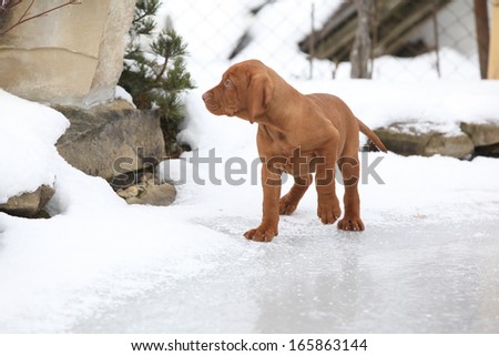 Puppy of Hungarian Short-haired Pointing Dog on frozen lake