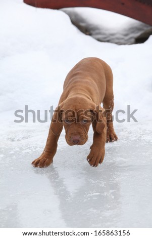 Puppy of Hungarian Short-haired Pointing Dog moving on frozen lake in winter