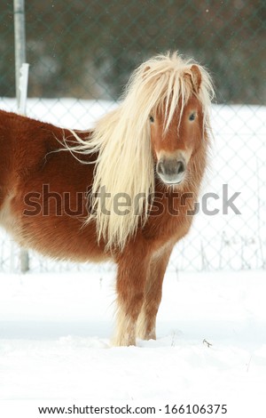 Beautiful chestnut shetland pony with long mane in winter
