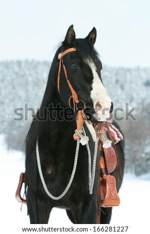 Nice paint horse with western equipment in winter