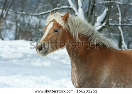 Beautiful haflinger with long blond mane running in the snow